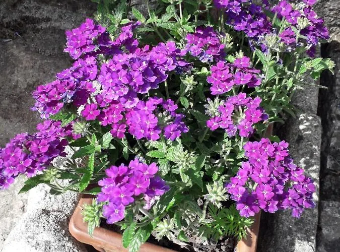 Летний дом Casa Estarque